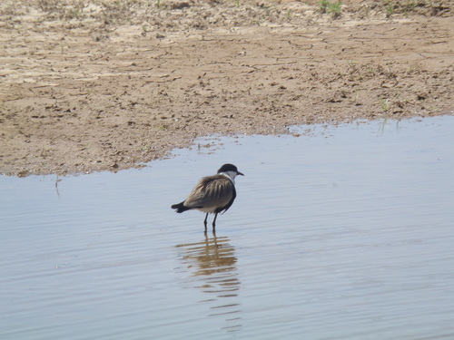 Spur-winged Lapwing