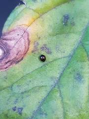 Serangium maculigerum