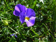 Viola eugeniae
