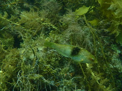 Notolabrus tetricus