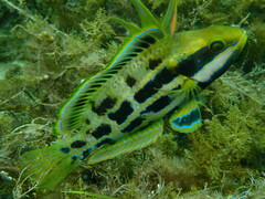 Heteroscarus acroptilus