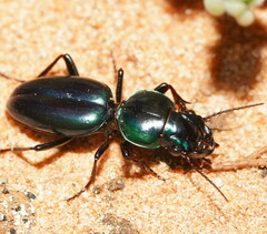 Conopterum riverinae