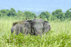 Elephas maximus indicus