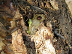 Arion fasciatus