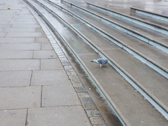 Columba livia domestica