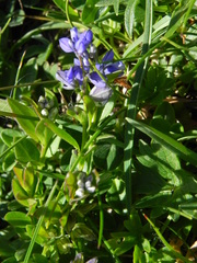 Polygala alpestris