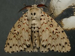 Lymantria nephrographa