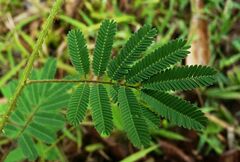 Mimosa diplotricha