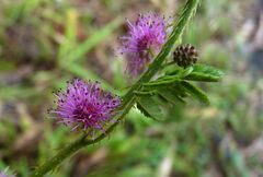 Mimosa diplotricha