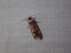 Oecophoridae