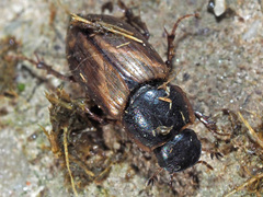 Melinopterus