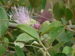 Capparis zeylanica
