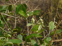 Capparis zeylanica