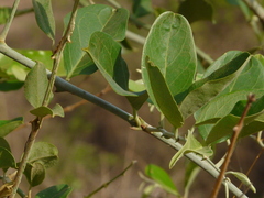 Capparis zeylanica