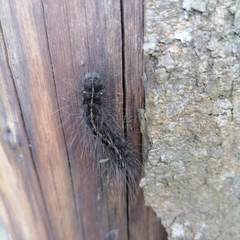 Creatonotos transiens