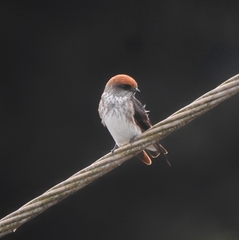 Petrochelidon fluvicola