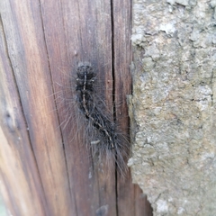 Creatonotos transiens