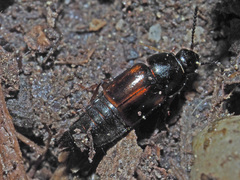 Tachinus