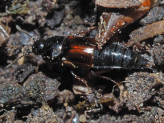 Tachinus