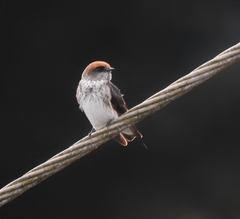 Petrochelidon fluvicola