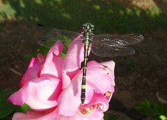 Austroepigomphus praeruptus