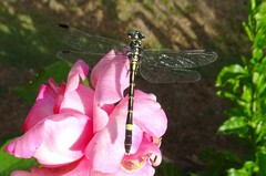 Austroepigomphus praeruptus