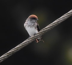 Petrochelidon fluvicola