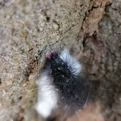 Arctiinae