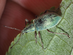 Phyllobius pomaceus
