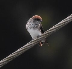 Petrochelidon fluvicola