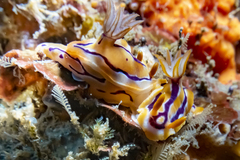 Hypselodoris regina