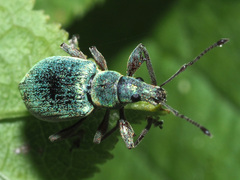 Phyllobius pomaceus