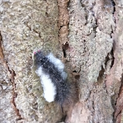 Arctiinae