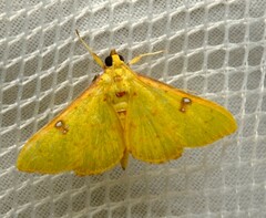 Archernis callixantha