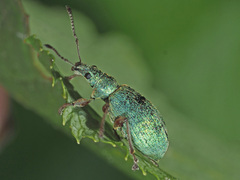 Phyllobius pomaceus