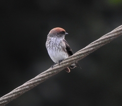 Petrochelidon fluvicola