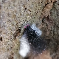 Arctiinae