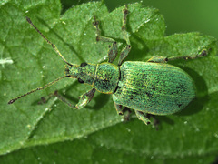 Phyllobius pomaceus