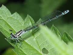 Coenagrion puella