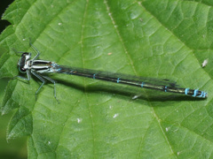 Coenagrion puella