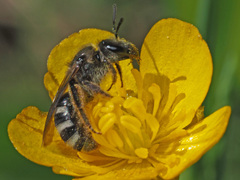 Lasioglossum