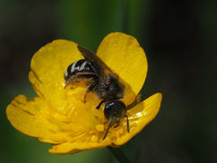 Lasioglossum