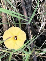 Ipomoea obscura