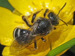 Lasioglossum