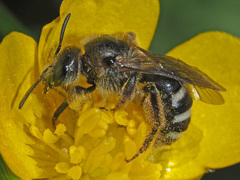 Lasioglossum