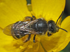 Lasioglossum