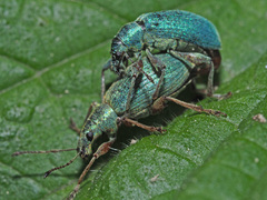 Phyllobius pomaceus