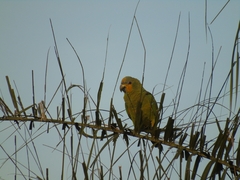 Amazona amazonica