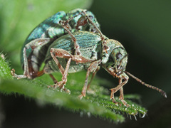 Phyllobius pomaceus