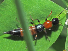 Paederus schoenherri